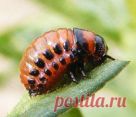 яд от колорадцких жуков
