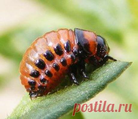 яд от колорадцких жуков