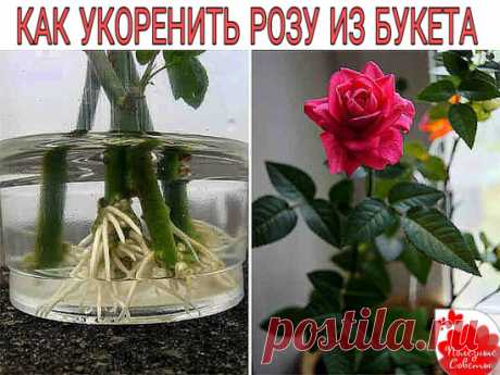 Как укоренить розу из букета?
Как часто в подаренном букете собраны красивейшие розы и нам очень хочется, чтобы в нашем саду росли такие же красавицы. Да, запросто! 
Пошаговое укоренение: 
1. Как только гости ушли, быстренько беремся не за мытье посуды, а за подготовку будущих кустов роз. Вынимаем букет из воды, обрезаем красивейшие цветки, срезаем верхнюю часть стебля с 2-3 почками, листья можно удалять, а можно и парочку оставить, сразу же втыкаем стебель в сырой картофель, затем высаживаем
