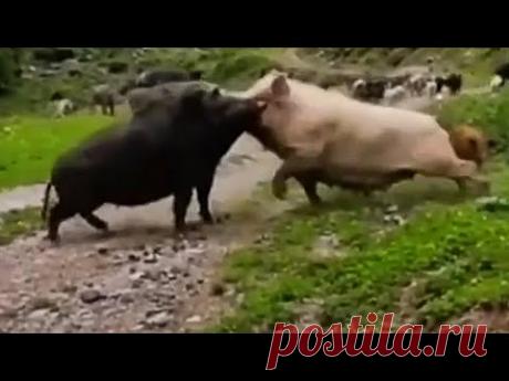 Не на того нарвался - ДОМАШНИЕ животные против диких ХИЩНИКОВ!