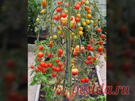 Семь сортов томатов которые я снова посажу и в следующем году.
Томаты которые не подвели и дали щедрый урожай.