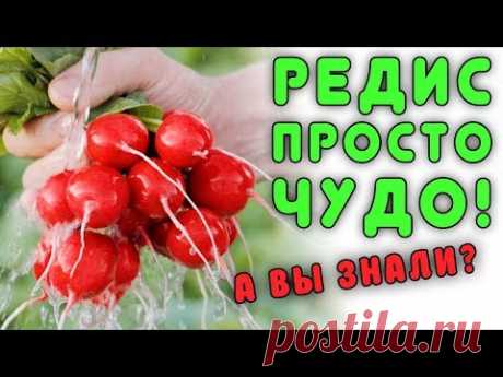 А вы знали о таком сорте редиса? Это просто чудо (Видео) | Блоги о даче и огороде, рецептах, красоте и правильном питании, рыбалке, ремонте и интерьере