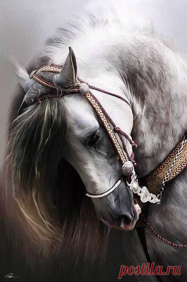 Pakistani horses