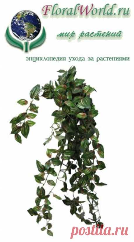 Фунгициды