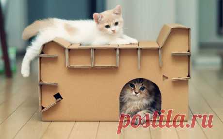 Домик для кошки из картонной коробки своими руками: быстро и просто