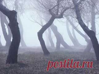Лужа....И я уйду. А птица будет петь.
Как пела.
И будет сад, и дерево в саду.
И мой колодец белый.
На склоне дня, прозрачен и спокоен.
Замрет закат, и вспомнят про меня
Колокола окрестных колоколен.
С годами будет улица иной;
Кого любил я, тех уже не станет.
И в сад мой за беленою стеной.
Тоскуя, только тень моя заглянет.
И я уйду; один - без никого.
Без вечеров, без утренней капели
И белого колодца моего…
А птицы будут петь и петь, как пели. 
 
Рамон Хименос