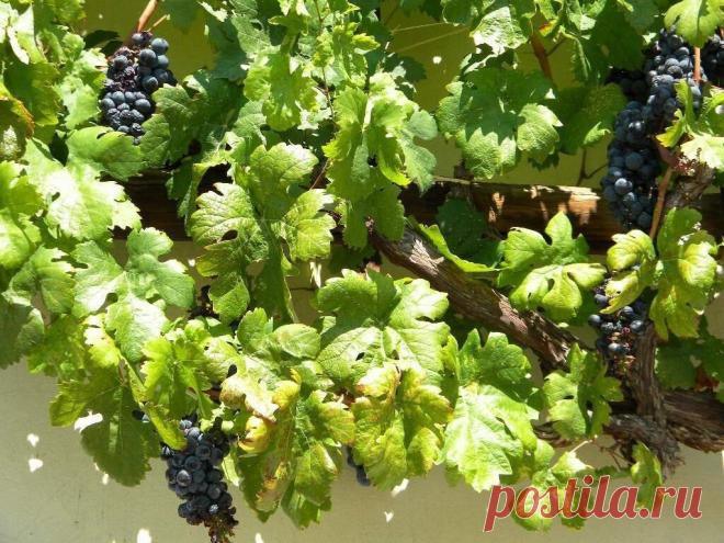 Спину сберегла виноградная лоза
Виноград не только хорош вкусный, служит не только для красоты. Сов­сем недавно я научилась с его помо­щью избавляться от надоевшей мне болячки. У меня вот уже несколько лет есть проблемы со спиной. При­ступы люмбаго регулярно сваливают меня с ног. Когда такое происходит, жизнь перестает играть своими кра­сками. Не хочется уже ничего, даже компота в моей любимой беседке. И вот я попробовала лечиться при по мощи своего винограда. Оказалось, э...