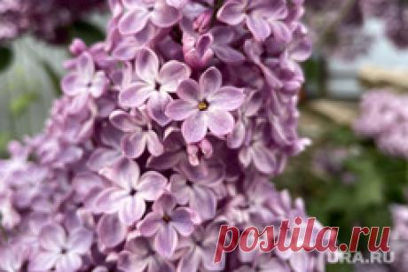 27-5-23-В Госдуме призвали ужесточить НАКАЗАНИЕ ЗА СОРВАННУЮ СИРЕНЬ. Граждан, срывающих сирень, нужно чаще отправлять на принудительные работы, связанные с озеленением города. Об этом заявил депутат Госдумы Максим Иванов. Только на URA.RU