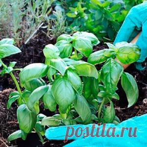 Вот что будет, если посадить базилик на одной грядке с овощами