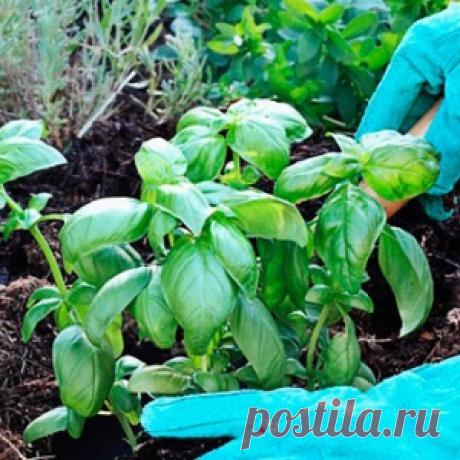 Вот что будет, если посадить базилик на одной грядке с овощами