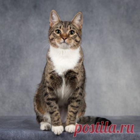 Милая кошечка Бетти в добрые руки. Москва – ЗАЩИТА ЖИВОТНЫХ, пользователь Ольга PPR | Группы Мой Мир