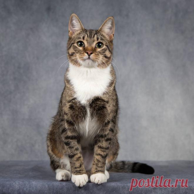 Милая кошечка Бетти в добрые руки. Москва – ЗАЩИТА ЖИВОТНЫХ, пользователь Ольга PPR | Группы Мой Мир