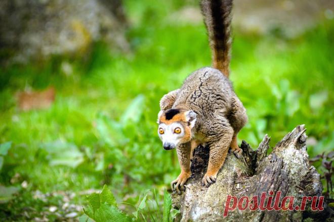 Лемуры: интересные факты и заблуждения Различают больше 100 видов лемуров, которые существенно различаются по размерам, массе и внешнему виду. Живут они только на Мадагаскаре. Сегодня мы расскажем читателям несколько интересных фактов и развеем парочку мифов об этих забавных зверьках …