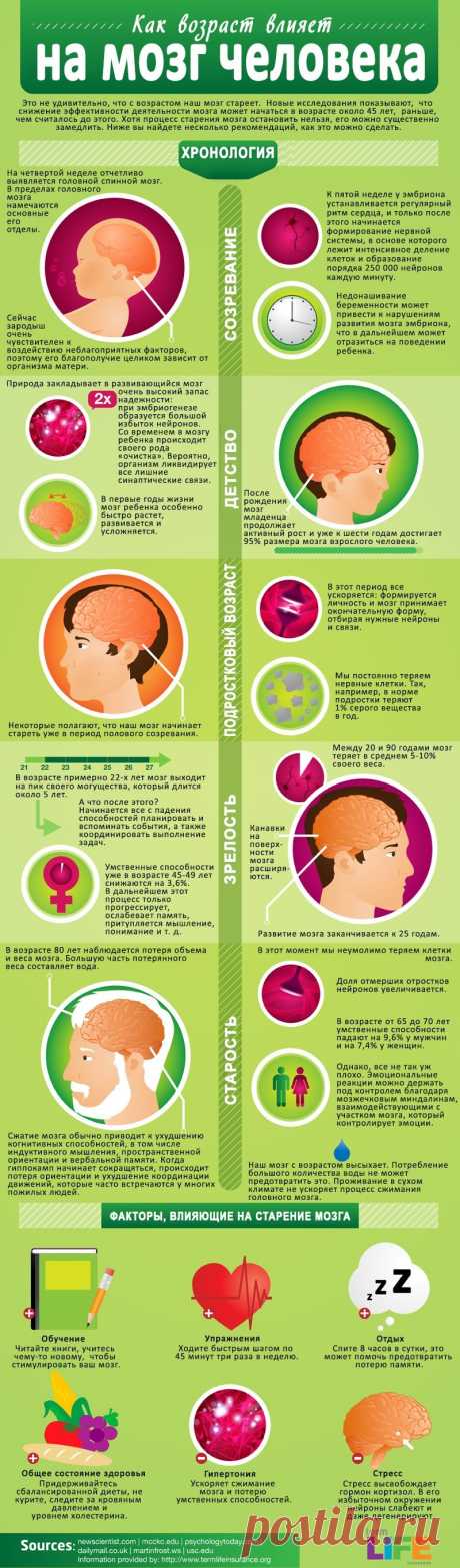 Как возраст влияет на мозг человека