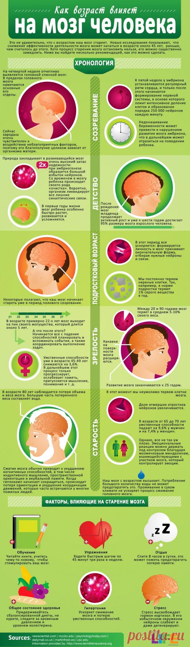 Как возраст влияет на мозг человека