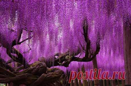 10 удивительных и красивых деревьев нашей планеты