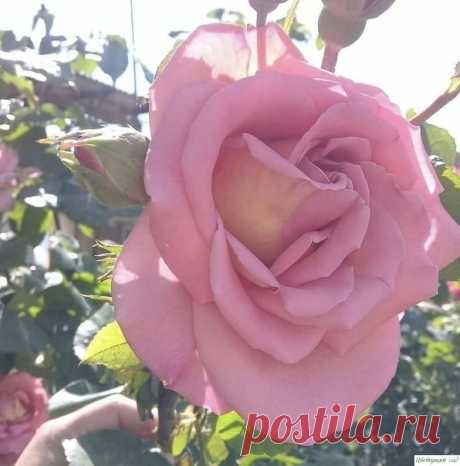 ЧTOБЫ &amp;Rho;OЗЫ &amp;Pi;ЫШH&amp;Omicron; ЦBEЛИ И BЫXOДЛИ HOBЫE &amp;Pi;OБE&amp;Gamma;И.
