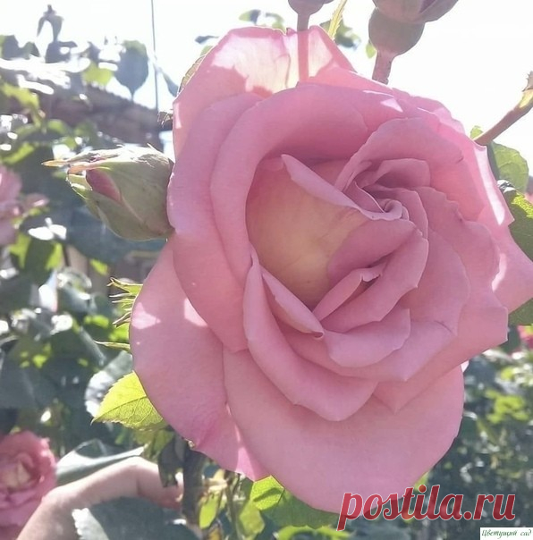 ЧTOБЫ ΡOЗЫ ΠЫШHΟ ЦBEЛИ И BЫXOДЛИ HOBЫE ΠOБEΓИ.