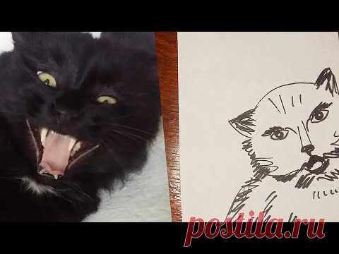 Нарисовала сердитого котика - YouTube