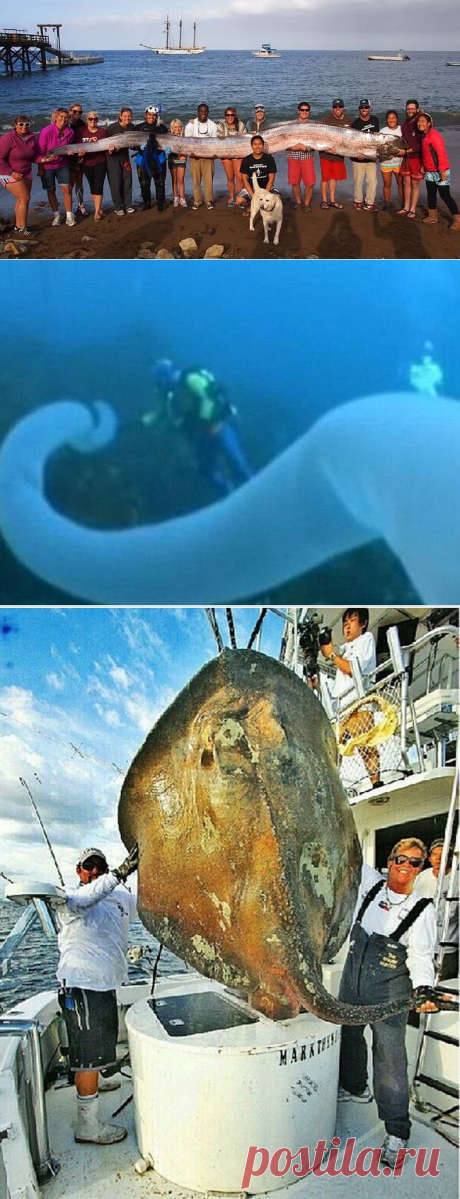 Самые невообразимые обитатели морских глубин | ТАЙНЫ ВСЕЛЕННОЙ
