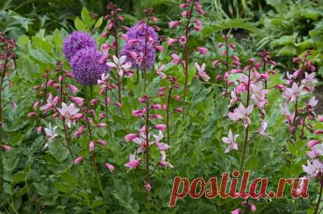 Ясенец белый (Dictamnus albus)
Опасный, но прекрасный Диктамнус, или Ясенец. Неопалимая купина. Выращивание из семян, уход. Фото - Ботаничка.ru