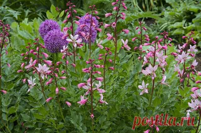 Ясенец белый (Dictamnus albus)

Опасный, но прекрасный Диктамнус, или Ясенец. Неопалимая купина. Выращивание из семян, уход. Фото - Ботаничка.ru
