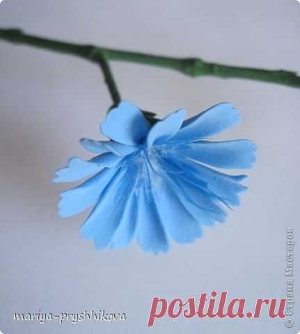 Цикорий.МК | Страна Мастеров