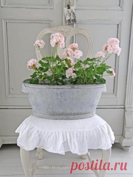 О польезных свойствах герани - 6 соток