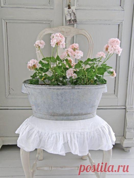 О польезных свойствах герани - 6 соток