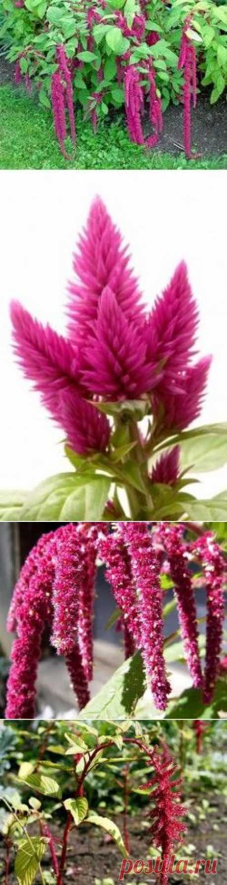 Выращивание амаранта