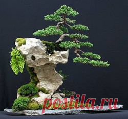 Выращивание дерева-бонсай: из семян в домашних условиях, уход, технология, как выращивать из семечка клен, сакуру, руководство (20 фото)