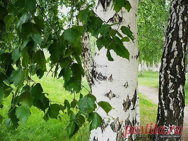 Люблю свою дачу, там живут мои цветы-дети.