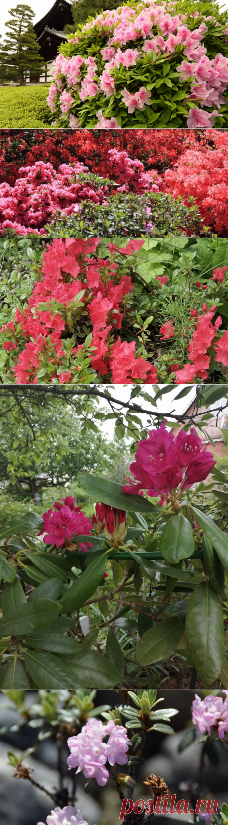 Рододендроны особенности растения и как выращивать