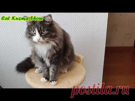 Кот Кузьма дай лапу! Смешной Кот) Самый умный Кот. Самый красивый Кот.