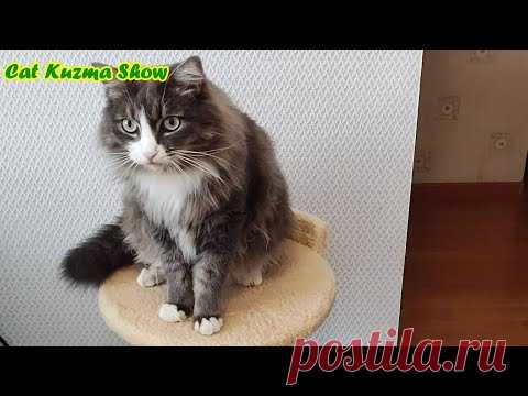 Кот Кузьма дай лапу! Смешной Кот) Самый умный Кот. Самый красивый Кот.