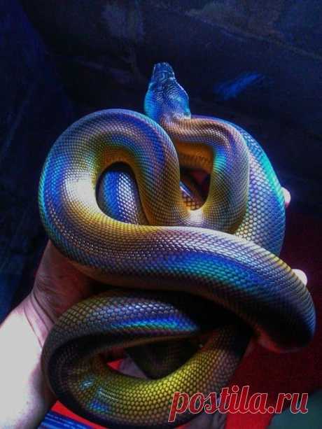 chefepaulino:
“Natureza animal cobras
”