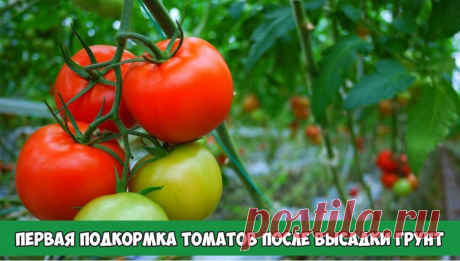 Первая подкормка томатов после высадки грунт | 6 соток