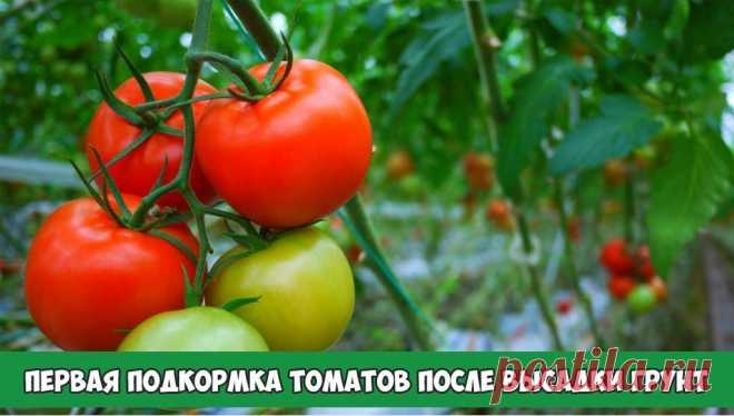 Первая подкормка томатов после высадки грунт | 6 соток