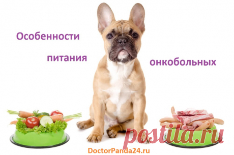 Питание животных больных раком | Доктор Панда Многие владельцы животных считают, что рак у их животного возникает из-за неправильного питания, особенно промышленным кормом  или «красным» мясом. 
