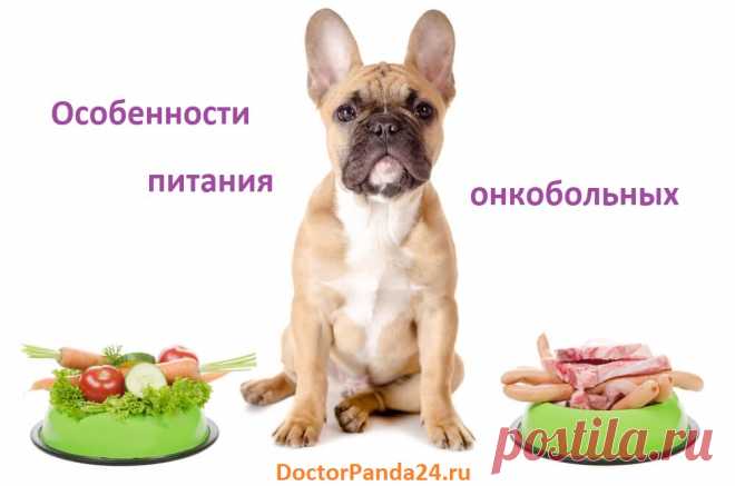 Питание животных больных раком | Доктор Панда Многие владельцы животных считают, что рак у их животного возникает из-за неправильного питания, особенно промышленным кормом  или «красным» мясом. 