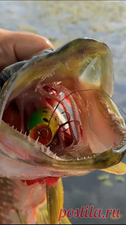 ЩУКА ГЛОТАЕТ ЭТОТ ВОБЛЕР ОСОБЕННО ЖАДНО!!! 🔥💪👍 #рыбалка #ловлящуки #спиннинг Этот воблер отлично ловит щуку на отмелях и по траве!► КОПИЯ Lucky Craft Malas - http://got.by/59zapf► ЕЩЕ КОПИЯ Lucky Craft Malas - http://got.by/4ec2i7► ОР...