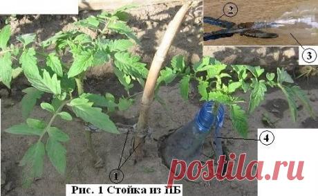 Ножницами по железу (Рис 1.2), вырезать паз, шириной 10-15 мм, в верхней части пластиковой бутылки (Рис 1.3). Аккуратно пропускается стебель растения через него и вдавливается в землю (Рис 1.4).
          Получается не только надёжный держатель растения, но и в какой-то степени уменьшается испарение воды из прикорневой части земли.