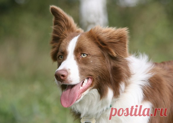 8 самых трудоёмких в уходе пород собак | PetTips