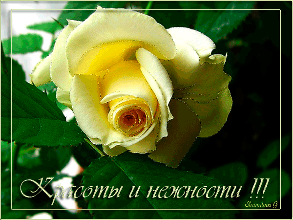 Красоты и нежности - Анимации с надписями - Анимационные блестящие картинки GIF