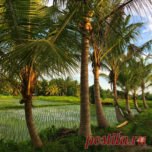 Echo and Rauschen - Music For Sleep And Meditation Fig.2 (mix)