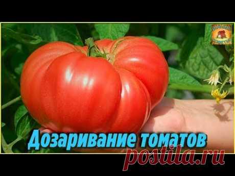 Дозаривание и хранение томатов. Что делать, если помидоры не успели созреть. Дачные хитрости - YouTube