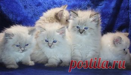 Невские маскарадные котята из помета D. Уже все разъехались по новым домам.