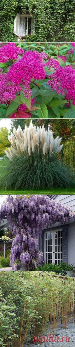 Садовые растения, с которыми лучше не связываться | Журнал Здоровье