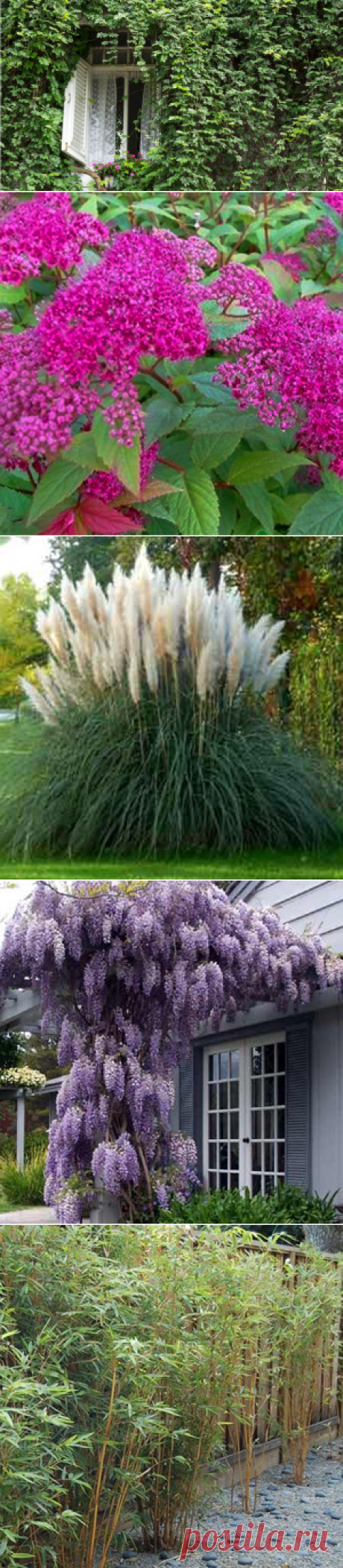 Садовые растения, с которыми лучше не связываться | Журнал Здоровье