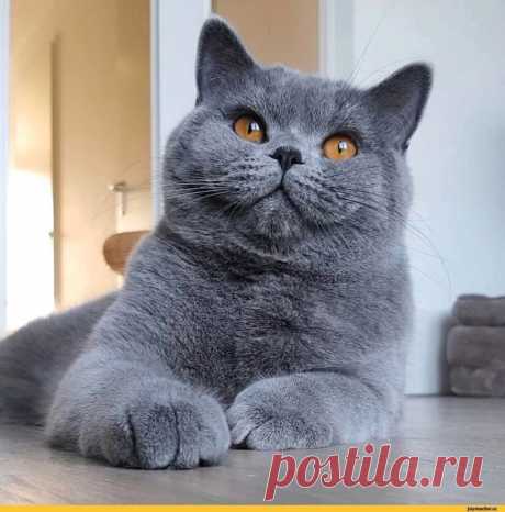 #Лапушки